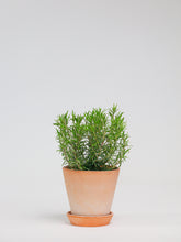 products/SotoProductShootLowQ-1710.jpg
